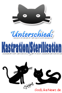 Katzen Unterschied zwischen kastrieren sterilisieren Kastration Sterilisation